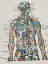 Load image into Gallery viewer, Mid-1990s Anatomy Tee by Anatomical Chart Co
