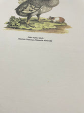 Load image into Gallery viewer, Early 1990s George Edwards “The Dodo and the Guinea Pig” Tee (XL)
