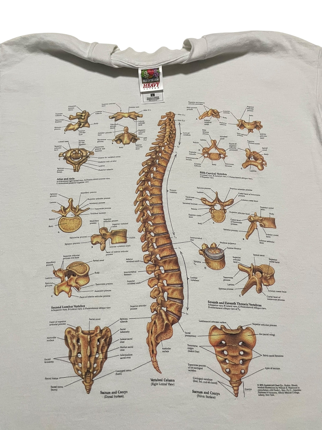 Mid-1990s Anatomical Chart Co. Spine Tee (L)